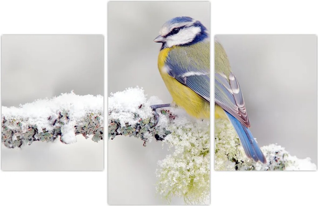 Tablou - Tit albastru în pădure (90x60 cm)