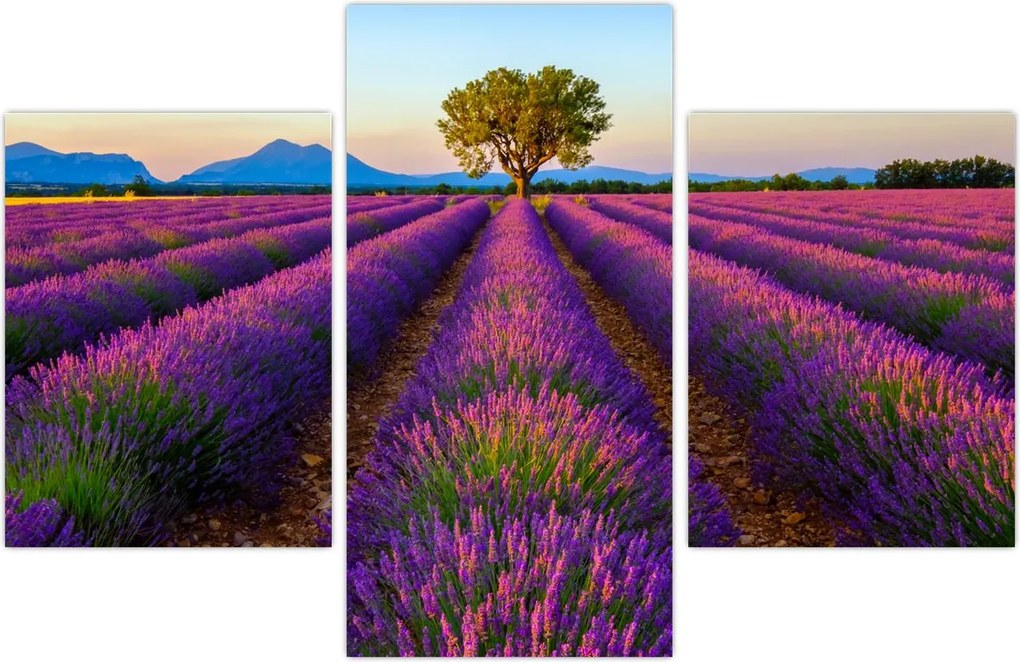 Tablou - Câmp de lavandă (90x60 cm)
