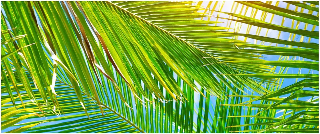 Tablou - Frunze de palmier (120x50 cm)