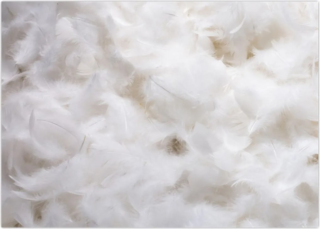 Tablou - Pene albe (70x50 cm)