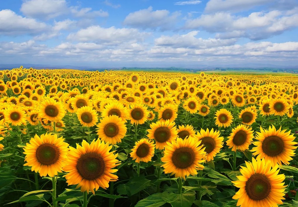Fototapet - Câmp cu floarea soarelui (147x102 cm)