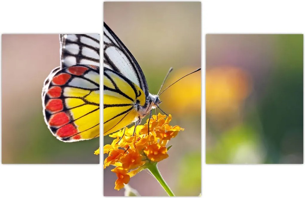 Tablou - Fluture pe floare (90x60 cm)