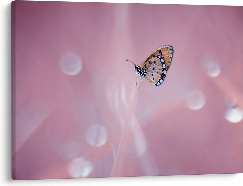 Tablou - Fluturele (70x50 cm)