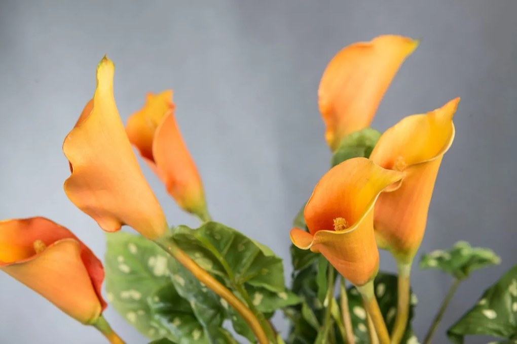 Aranjament floral design LUX ALFEO CALLA TRIS portocaliu