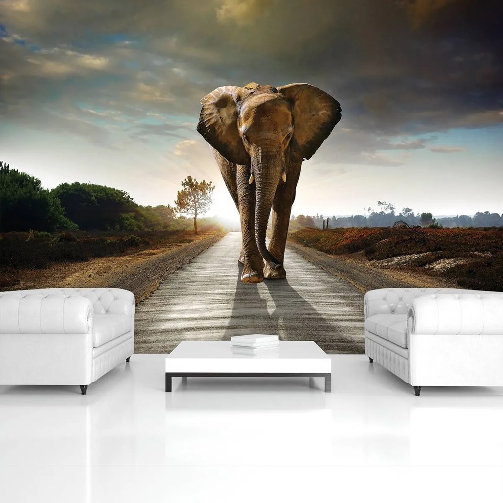 Fototapet - Elefant (254x184 cm)