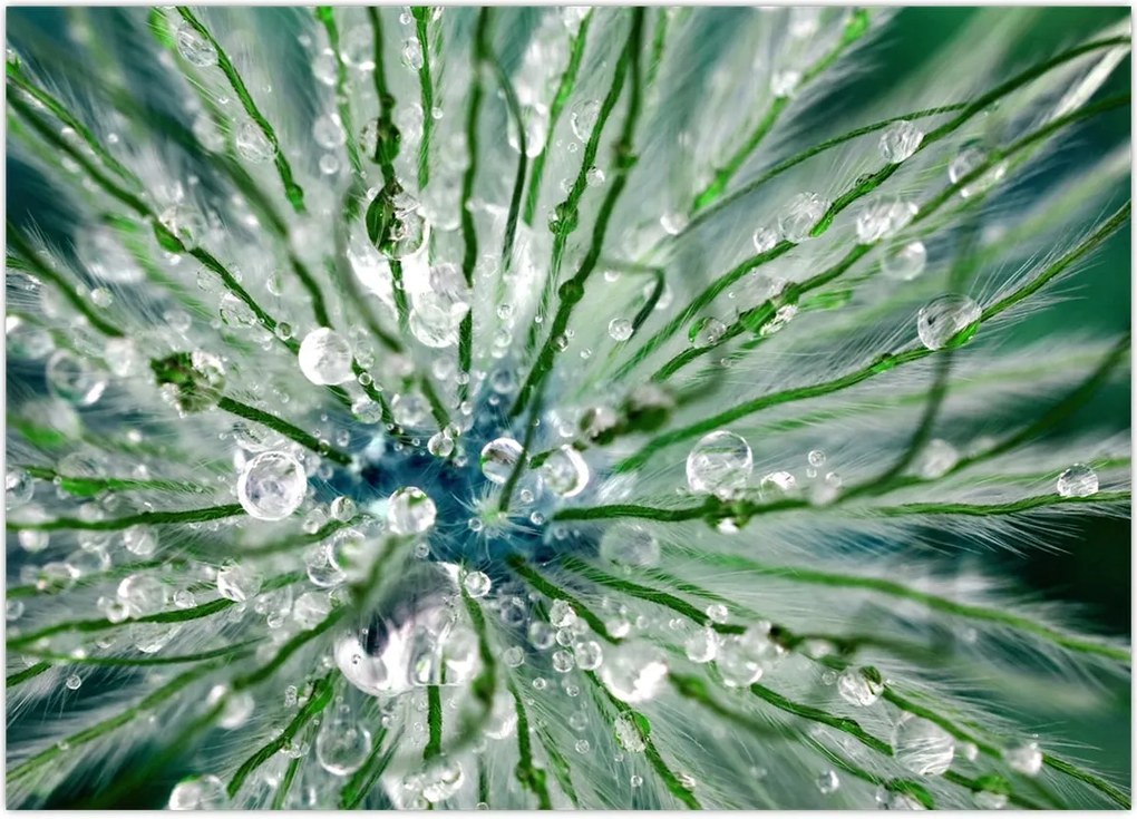 Tablou - Imagine macro a unei flori (70x50 cm)