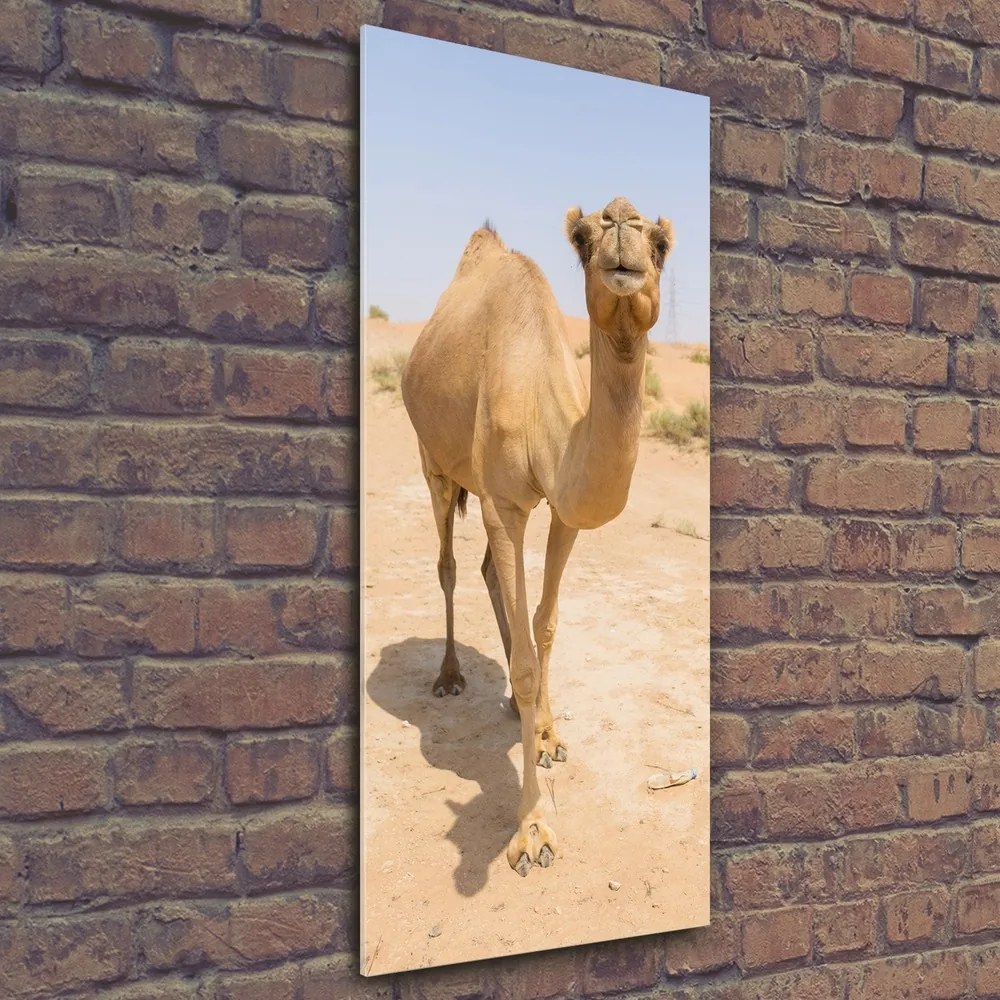 Tablou sticlă acrilică Camel în deșert