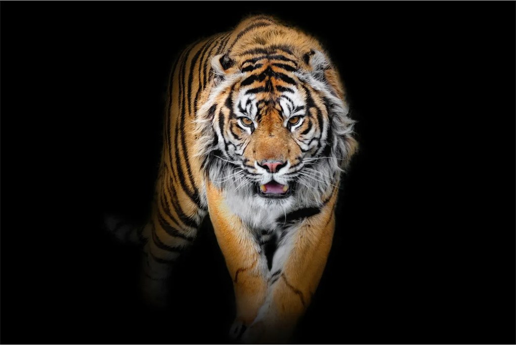 Tablou - Tiger (90x60 cm)