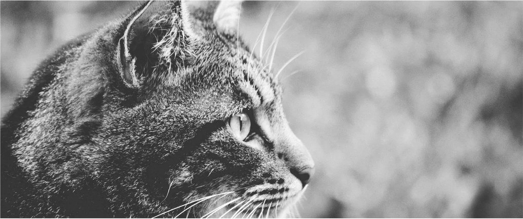 Tablou - Pisica (120x50 cm)