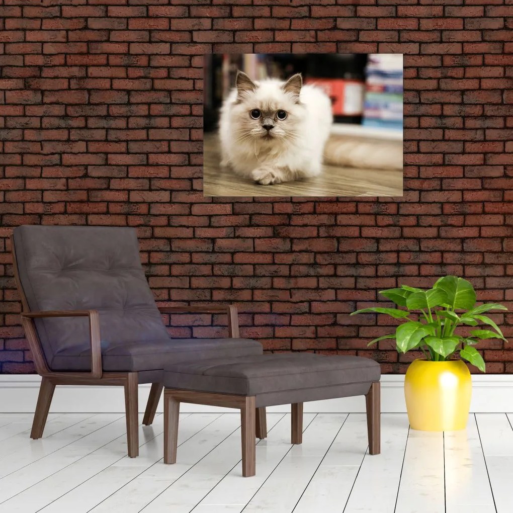 Tablou pe sticlă cu pisica albăr (70x50 cm)