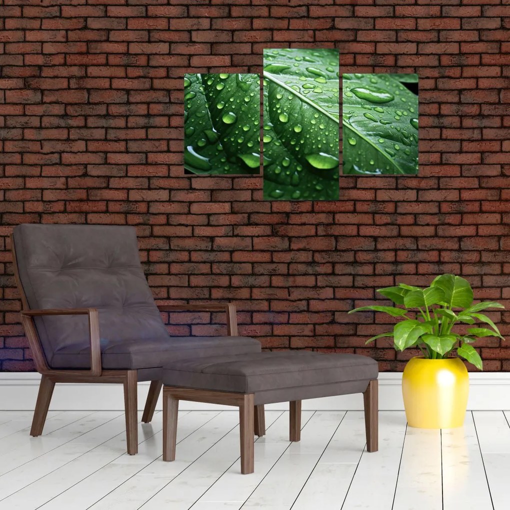 Tablou - Detaliu de frunze după ploaie (90x60 cm)