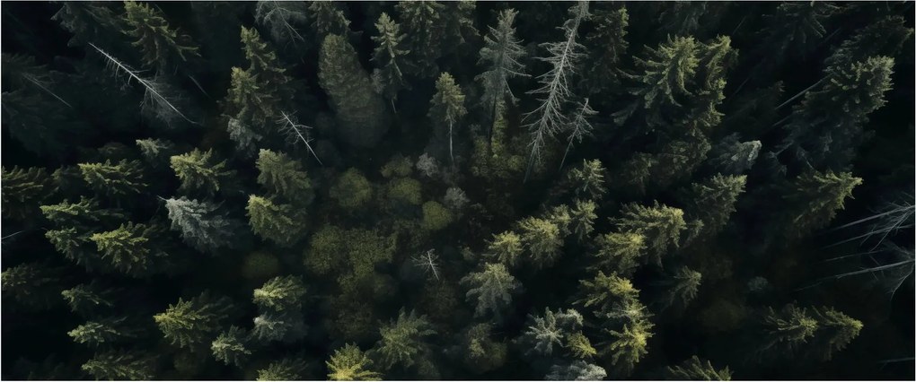 Tablou - Pădure (120x50 cm)