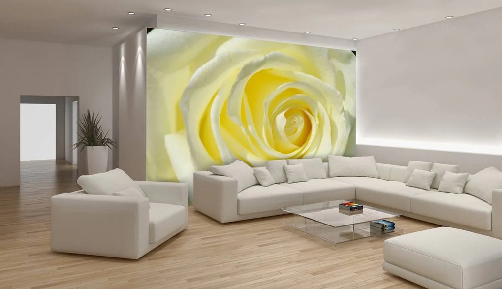 Fototapet - Trandafir galben (152,5x104 cm)