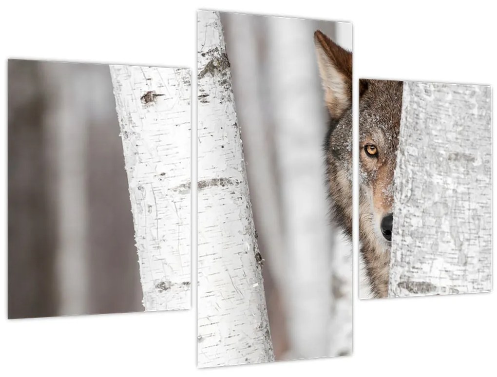 Tablou - Lup (90x60 cm)