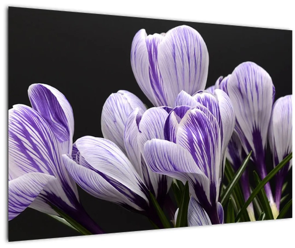 Tablou - Crocus violet (90x60 cm)
