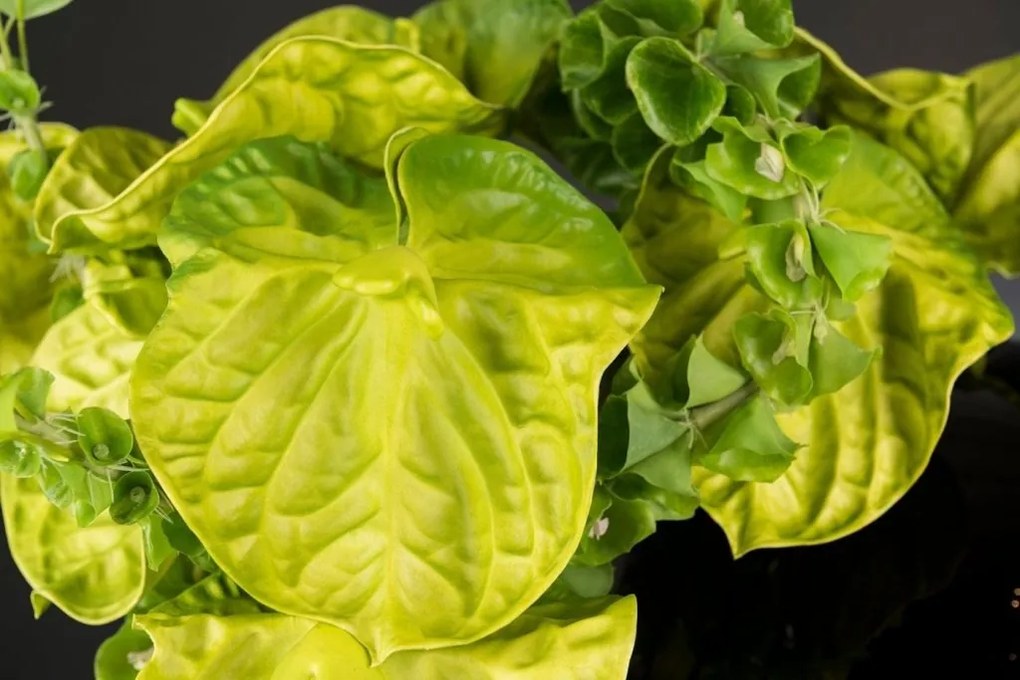 Aranjament floral design LUX ANTHURIUM 1142103.60