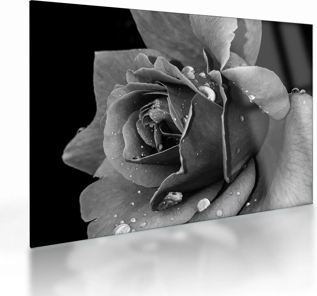 Tablou pe sticlă cu trandafir - albneagră (70x50 cm)