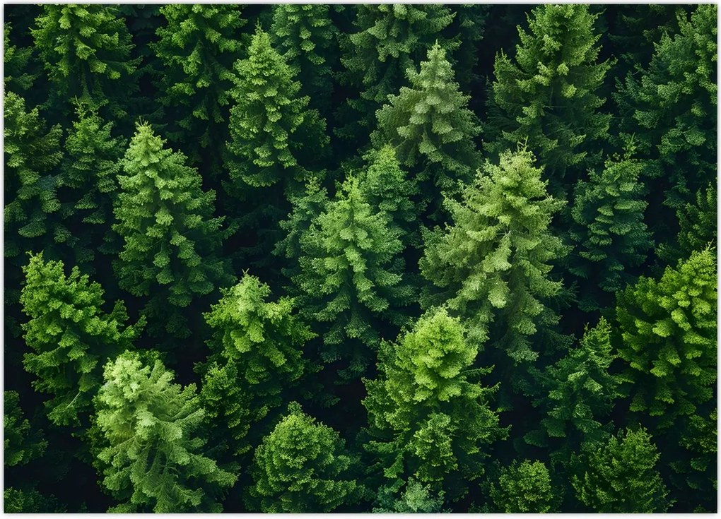 Tablou - Pădure (70x50 cm)