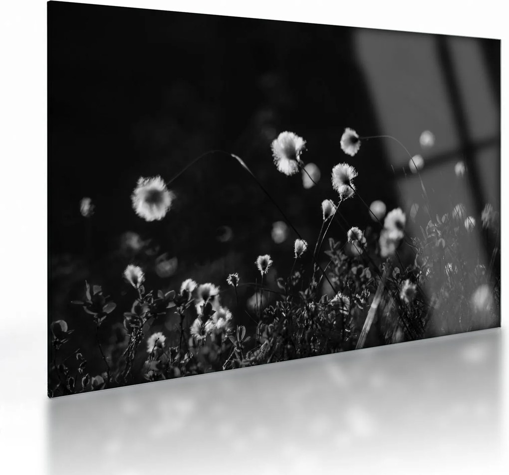 Tablou pe sticlă - Pajiște cu iarbă de cozonac N⁰1 (70x50 cm)