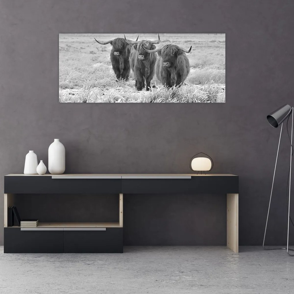 Tablou - Vaci scoțiene,alb-negru (120x50 cm)