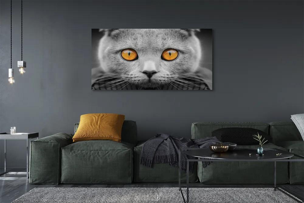 Tablouri canvas pisică gri britanic