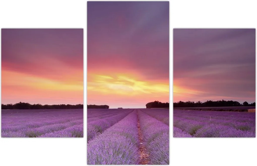 Tablou - Câmp de lavandă (90x60 cm)