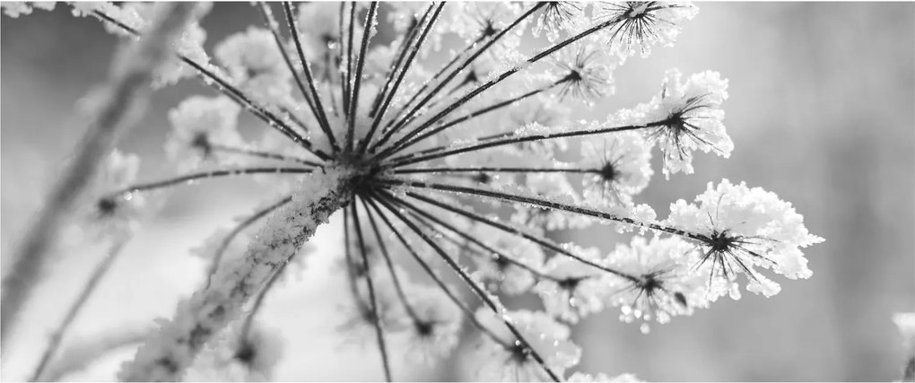 Tablou - Floare în timpul iernii (120x50 cm)
