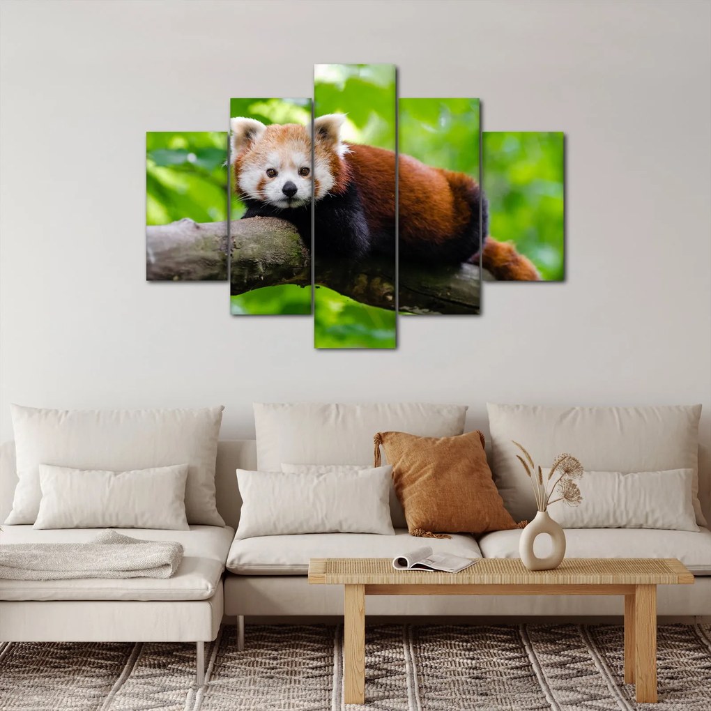 Tablou cu panda roșie (150x105 cm)