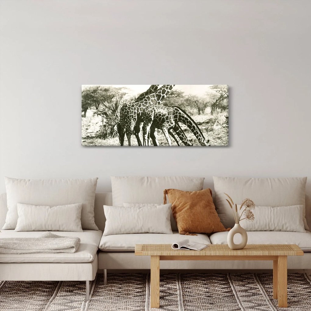 Tablou - Girafe, de epocă (120x50 cm)