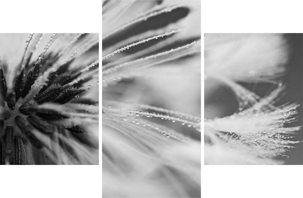 Tablou - Macro,alb-negru (90x60 cm)