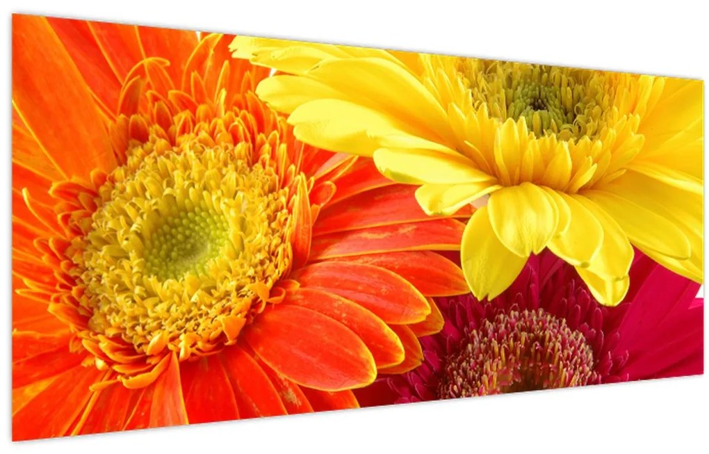 Tablou - Flori Gerbery (120x50 cm)