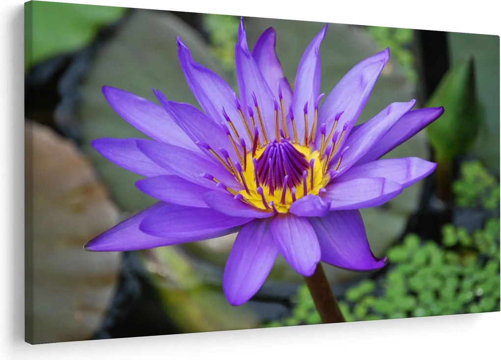 Tablou - Floare violet (90x60 cm)