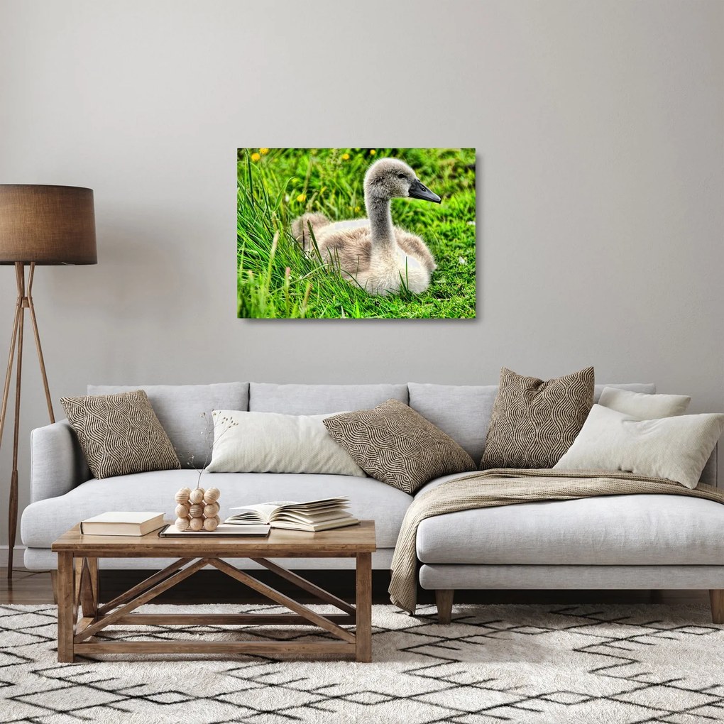 Tablou pe sticlă - lebădă mică în iarbă (70x50 cm)