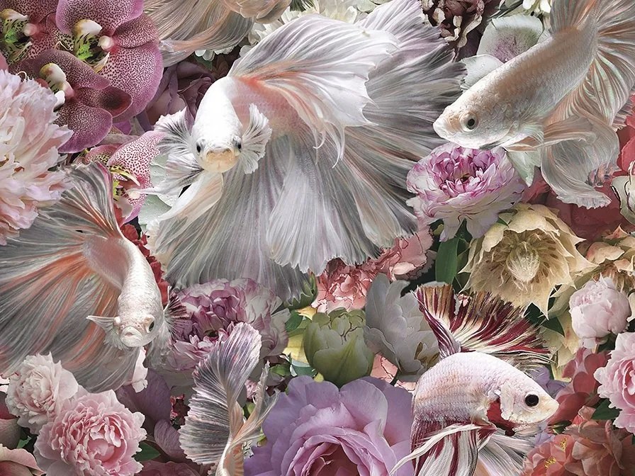 Tablou de perete decorativ Peces Luchador Siam, 120x120cm