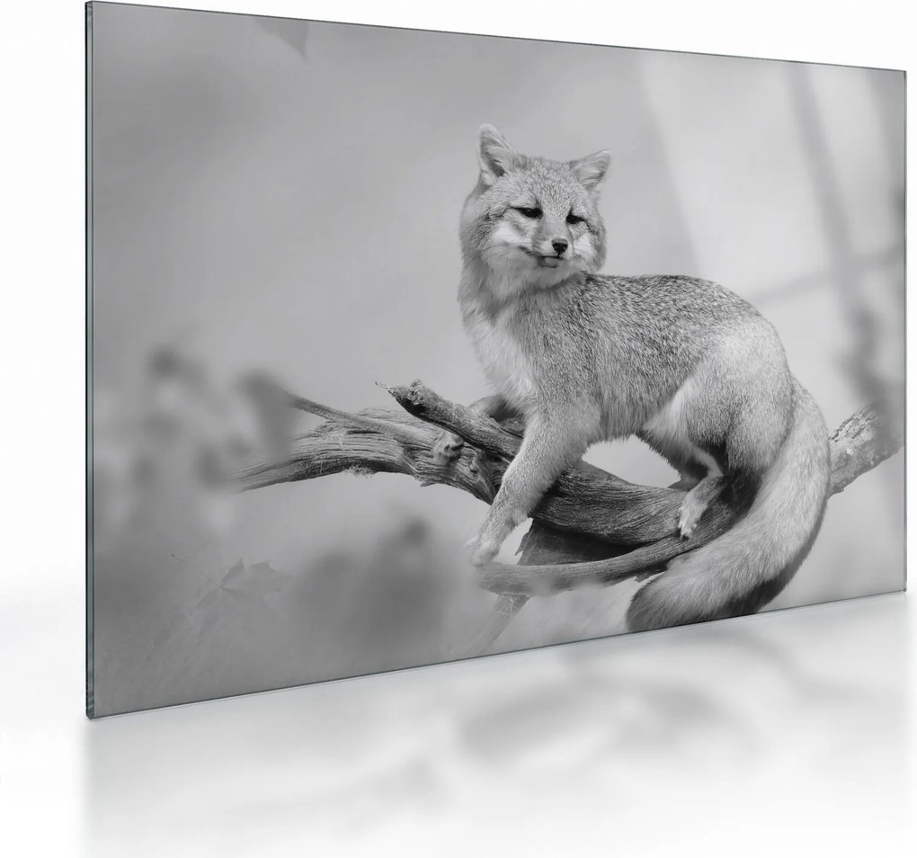 Tablou pe sticlă - Vulpe gri (70x50 cm)