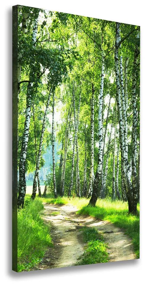 Tablou canvas Pădurea de mesteacăn