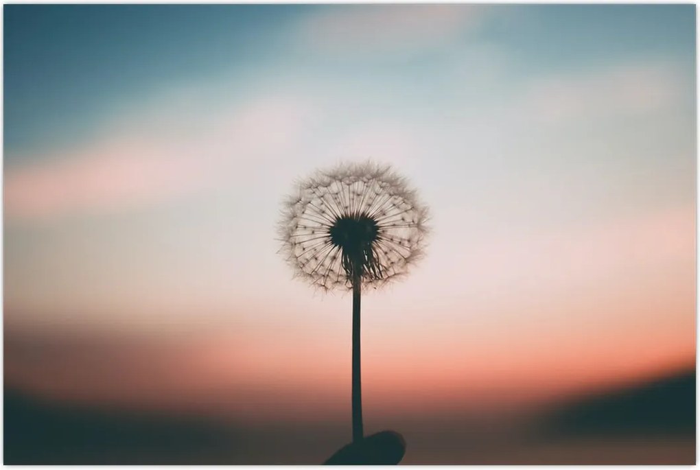 Tablou - Te țin, păpădie (90x60 cm)