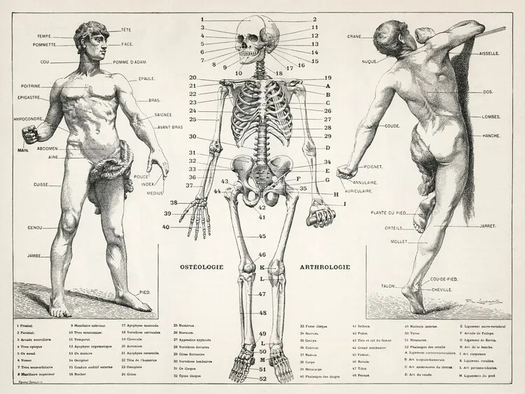 Ilustrație Antique Illustration of the Human Body & Skeleton (Biology)