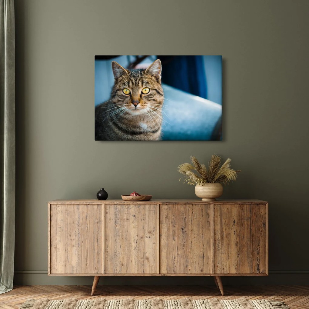 Tablou - Pisica domestică (90x60 cm)