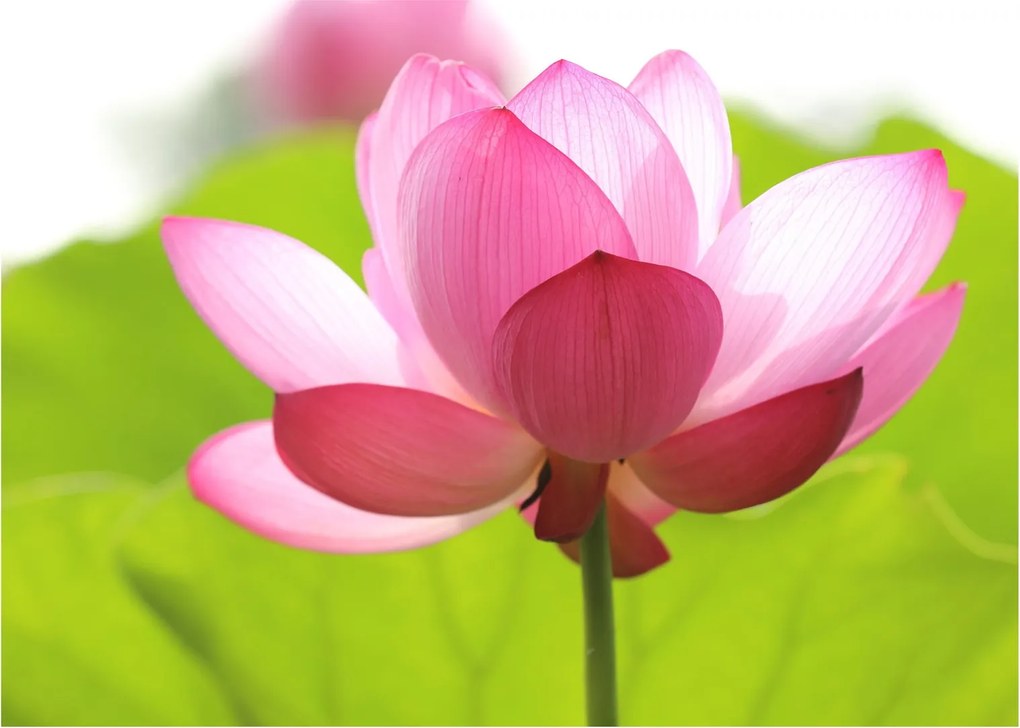 Tablou pe sticlă cu flori de lotus (70x50 cm)