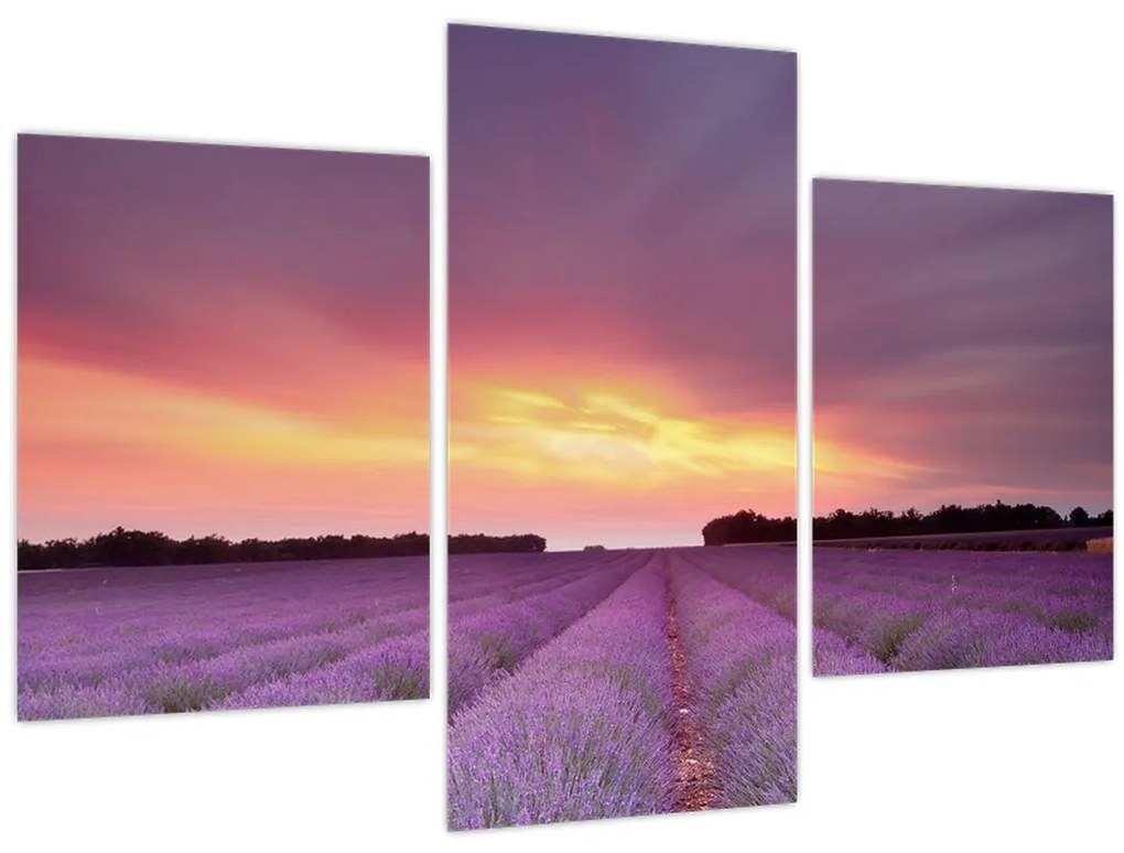 Tablou - Câmp de lavandă (90x60 cm)