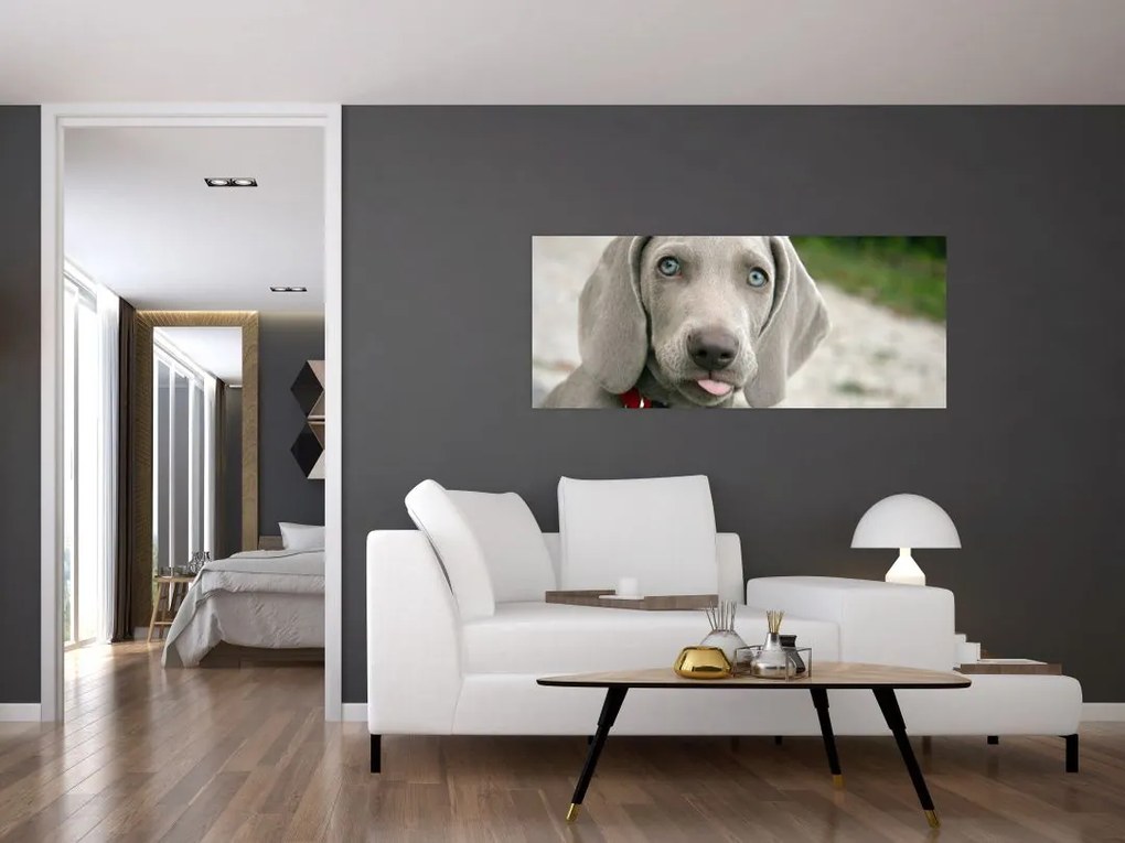 Tablou - cățeluș weimaraner (120x50 cm)