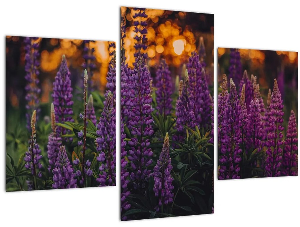 Tablou - Flori de lupin (90x60 cm)