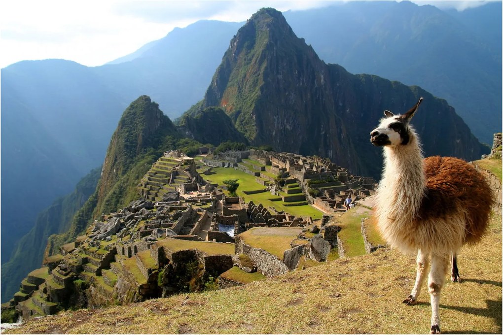 Tablou - Lama și Machu Picchu (90x60 cm)