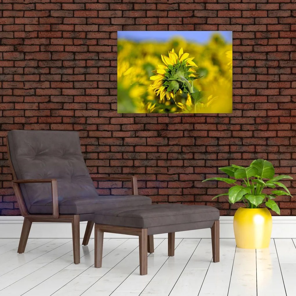 Tablou pe sticlă cu floarea soarelui (70x50 cm)