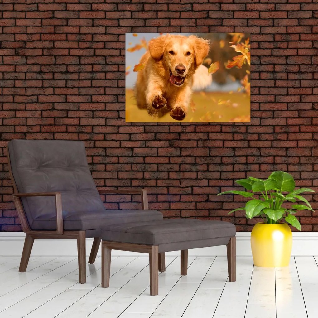 Tablou pe sticlă - Golden Retriever (70x50 cm)