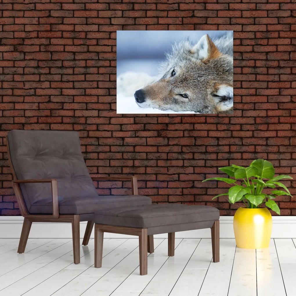 Tablou - Lup (70x50 cm)