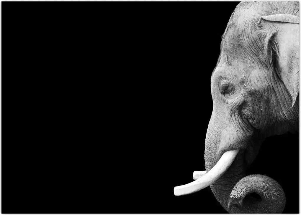 Tablou - Elefant (70x50 cm)