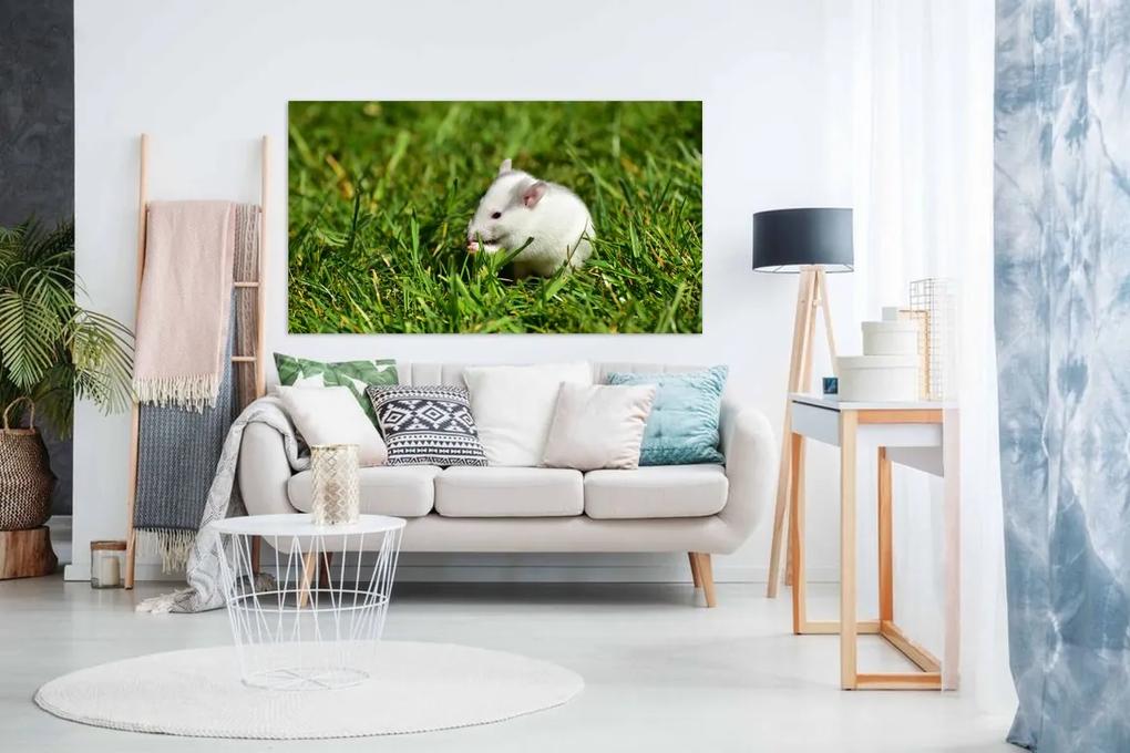 Tablou canvas hamster - 40x30 cm