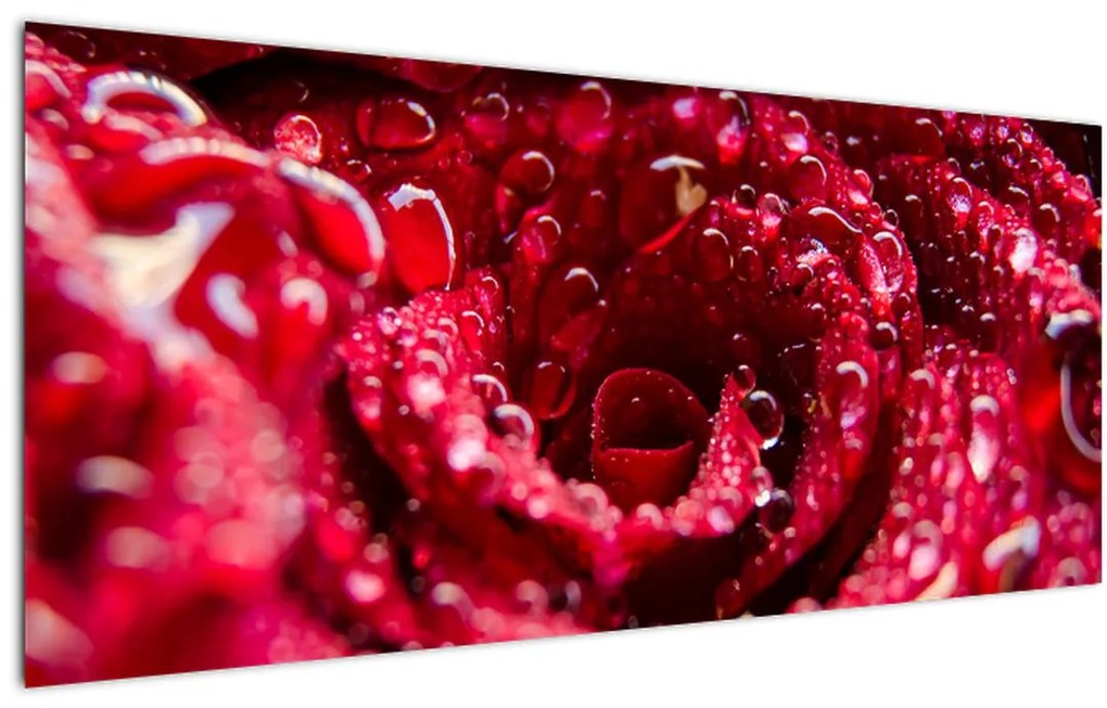 Tablou cu floarea trandafirului roșu (120x50 cm)